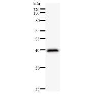 CLNS1A Antibody (clone 2187C2a)