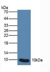 S100P Antibody (aa1-95, APC)