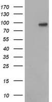 VCAM1 / CD106 Antibody (clone OTI4F1)