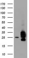 CLPP Antibody (clone OTI1F6, Carrier-free)
