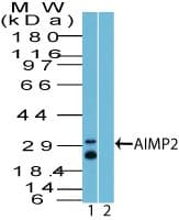 AIMP2 Antibody (aa140-190)