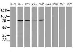 USP5 Antibody (clone OTI1F9)