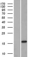 DNAJC12 Protein (Over-Expression Lysate Myc-DDK (Flag))