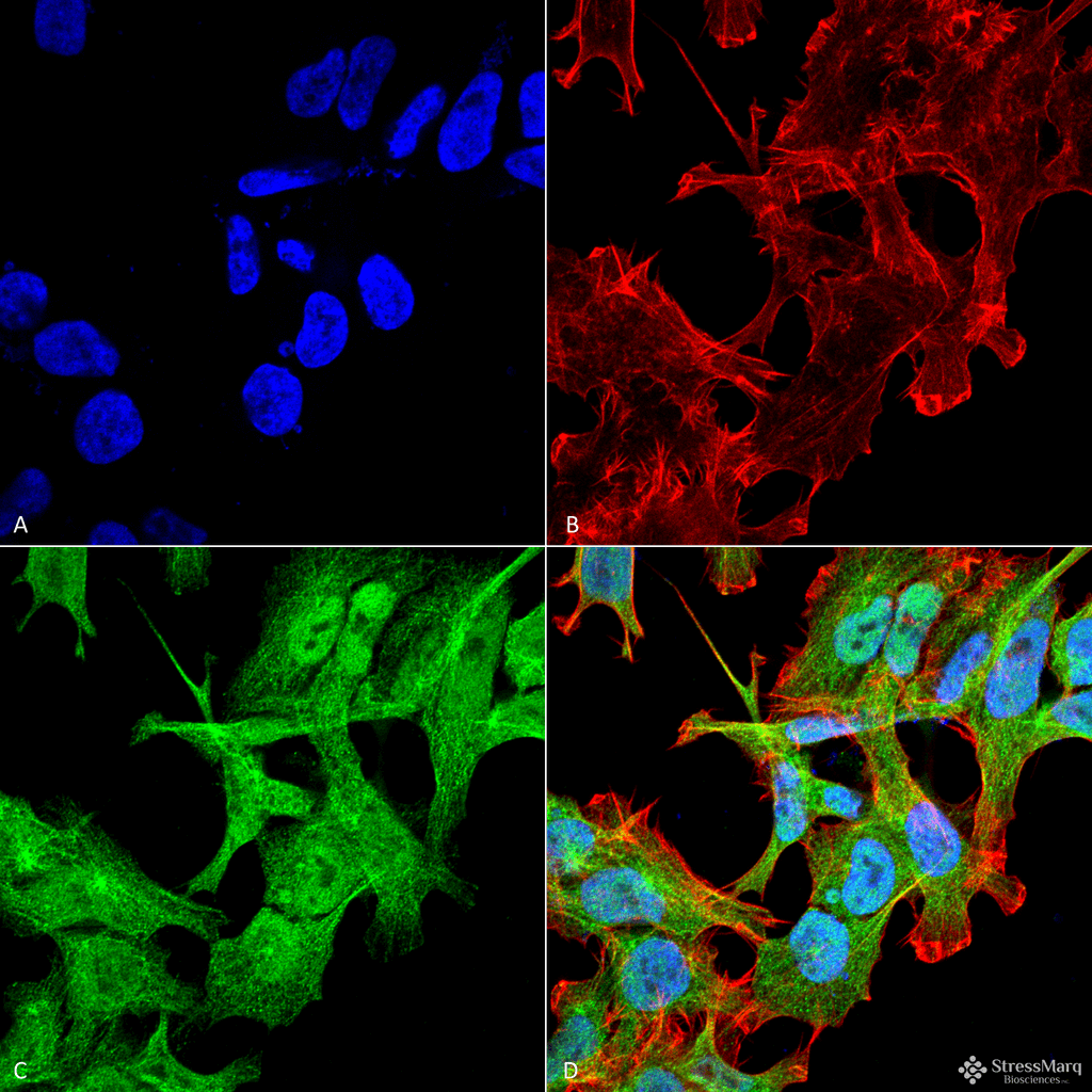 GABARAP Antibody (RPE)