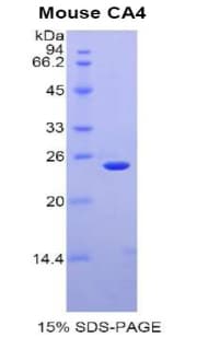 Mouse CA4 / Carbonic Anhydrase IV Protein (Recombinant His)