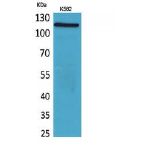 NALP3 / NLRP3 Antibody (501-550 aa, Internal)