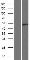 RUNDC3B Protein (Over-Expression Lysate Myc-DDK (Flag))