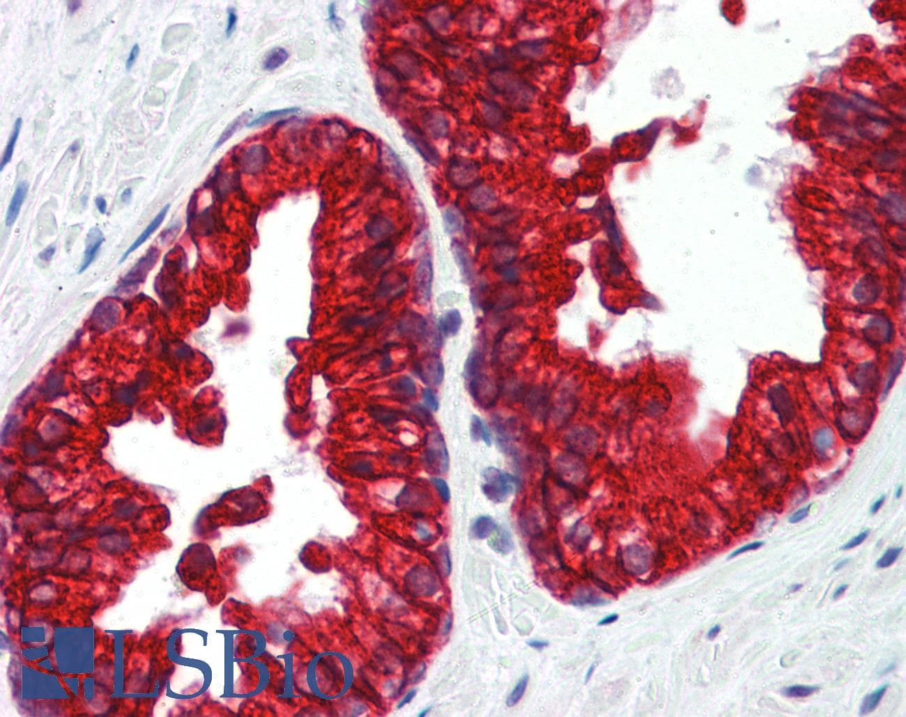 Polyclonal Rabbit anti-Human SP3 Antibody (aa287-336, IHC, WB)