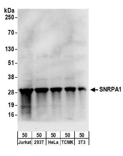 IHC-plus™ RBM22 Antibody (aa175-225)
