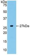 CTGF Antibody (aa101-330)