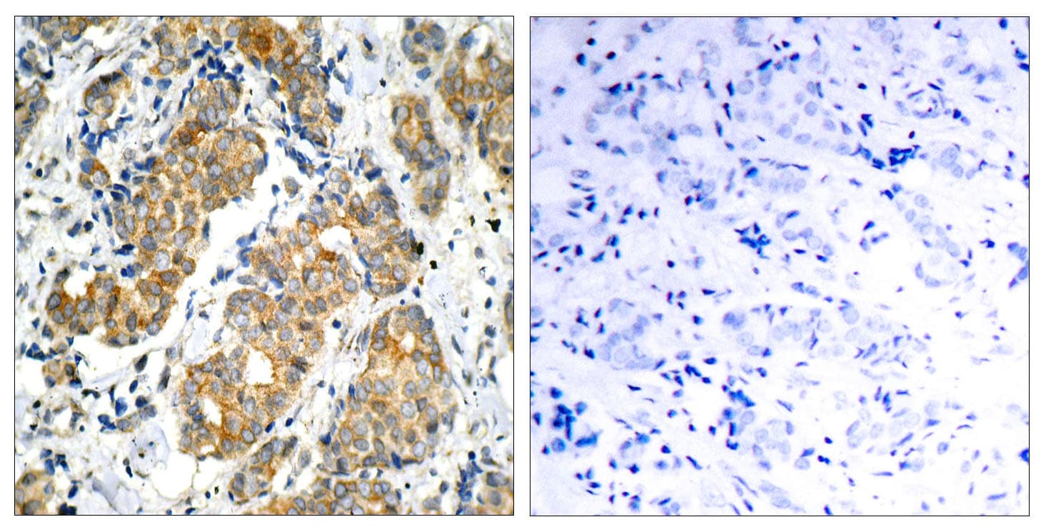 GSK3A / GSK3 Alpha Antibody (aa10-59)