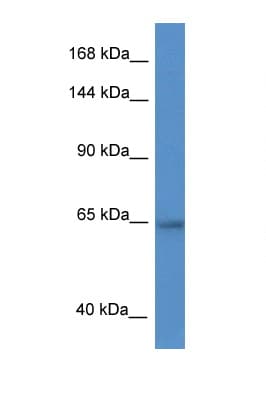 ZNF780A Antibody (aa35-84)