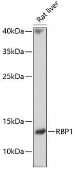RBP1 / CRBP Antibody