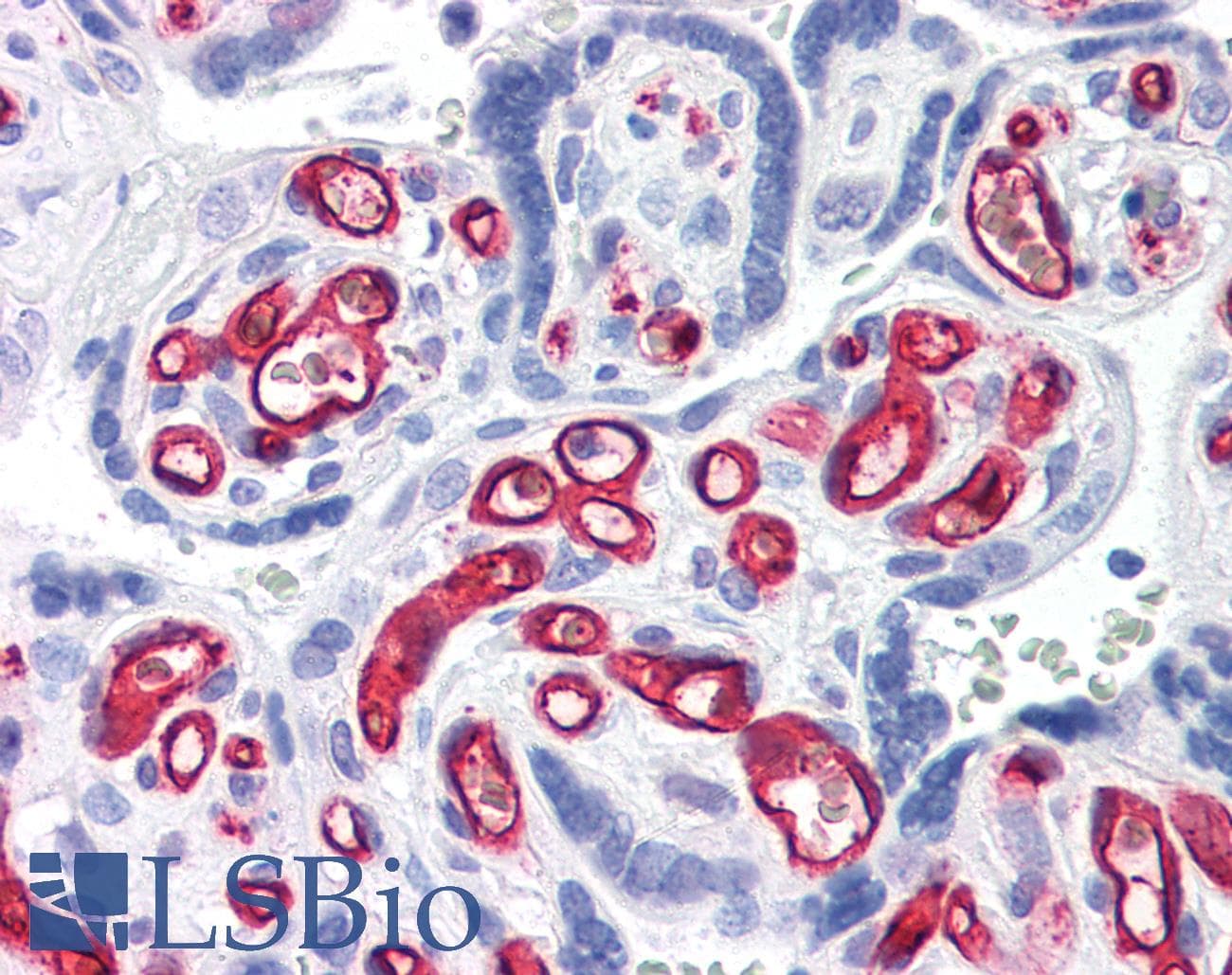 IHC-plus™ CD34 Antibody