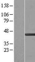 CAPG Protein (Over-Expression Lysate Myc-DDK (Flag))
