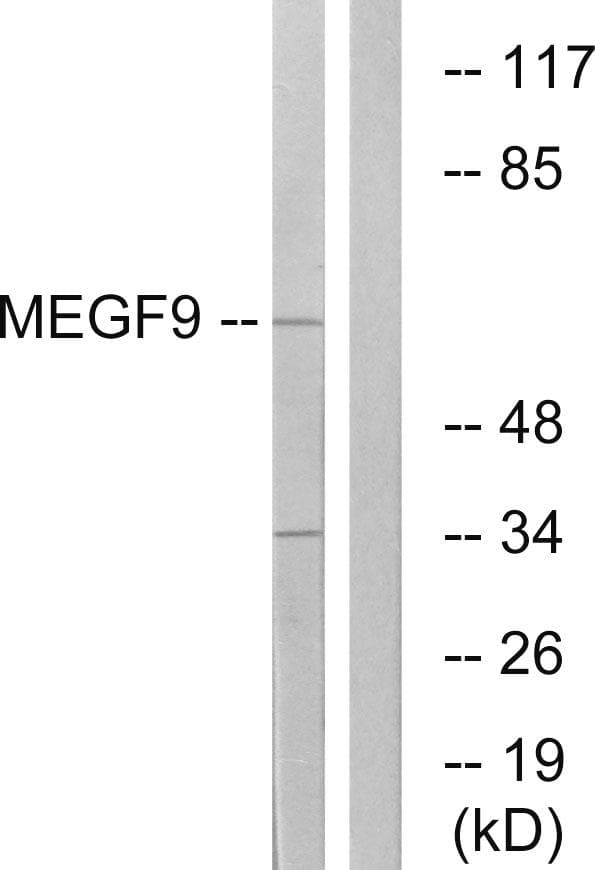 Polyclonal Rabbit anti-Human MEGF9 / EGFL5 Antibody (WB)