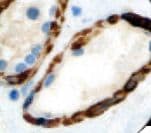Myosin, Smooth Muscle Antibody (Ready-to-Use)