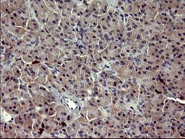 MMP13 Antibody (aa104-471, clone OTI3G1)