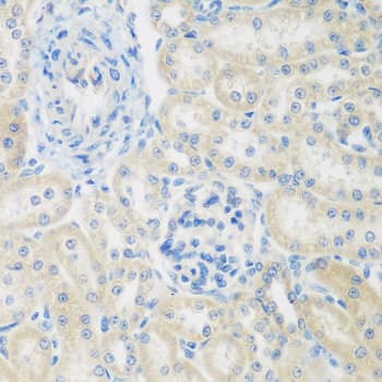 ENPEP / Aminopeptidase A Antibody