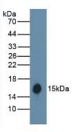 Hemoglobin Antibody (Biotin)