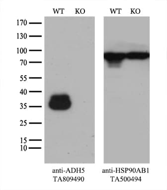 ADH5 Antibody (aa1-266, clone OTI10A10)