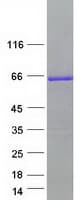 Human BAIAP2 / IRSP53 Protein (Recombinant Myc-DDK (Flag))