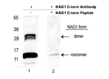 GDF15 Antibody (Biotin)