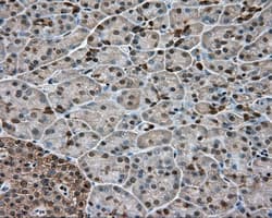 GPI Antibody (clone OTI7G10, Carrier-free)