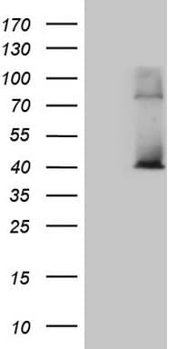 POLR3H Antibody (clone OTI5A12)