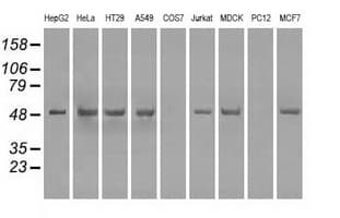 PPP5C Antibody (clone OTI2G2)