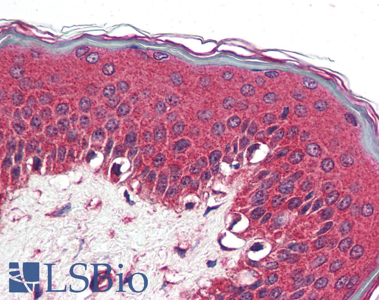 IHC-plus™ NR1D2 Antibody (N-Terminus)