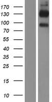 Human CD96 / TACTILE Protein (Over-Expression Lysate Myc-DDK (Flag))