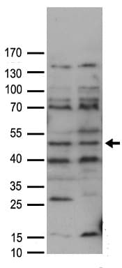 FAM175A / CCDC98 Antibody