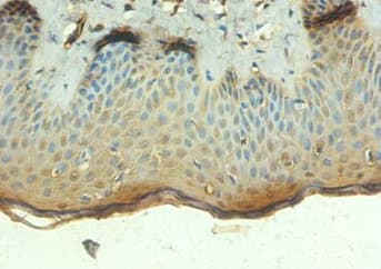 PTEN Antibody