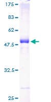 Human RAB33A Protein (Recombinant GST)