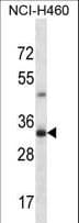 TBC1D21 Antibody (aa66-95)