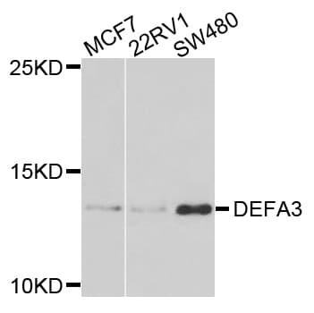 DEFA3 / Defensin Alpha 3 Antibody
