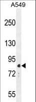 ANAPC5 / APC5 Antibody (aa156-185)