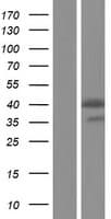 Human LLGL2 Protein (Over-Expression Lysate Myc-DDK (Flag))