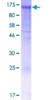 Human NID2 / Nidogen-2 Protein (Recombinant GST)