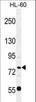 POU2F1 / OCT1 Antibody (aa364-391)