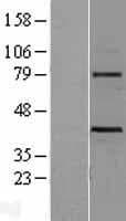 WNT3 Protein (Over-Expression Lysate Myc-DDK (Flag))