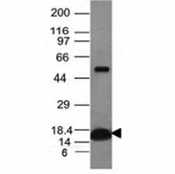 CYCS / Cytochrome c Antibody (clone CYCS/1010, Azide-free, BSA-free)