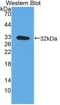 HLA-DRA Antibody (aa25-216)
