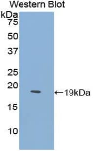 HBEGF / HB EGF Antibody (aa25-160)