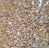 Polyclonal Rabbit anti-Human Prohibitin 2 / PHB2 Antibody (Tyr248, IHC, WB)