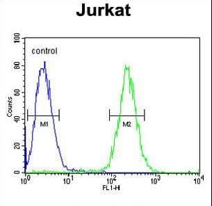 Polyclonal Rabbit anti-Human GNAT1 Antibody (aa290-318, IHC, WB)