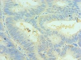 CLIC4 Antibody (aa1-253)