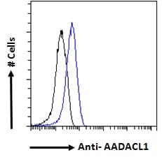 Polyclonal Goat anti-Human NCEH1 / AADACL1 Antibody (aa403-415, IF)