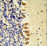 STK40 Antibody (aa372-403)